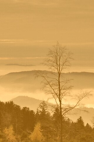 Холмы в тумане обои