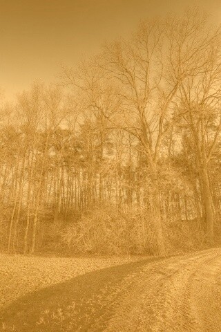 Дорога в лес обои