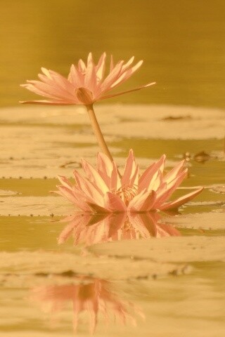 Цветущие кувшинки обои