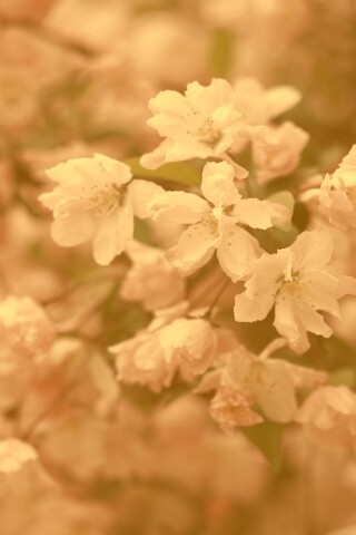 Весенние цветы обои