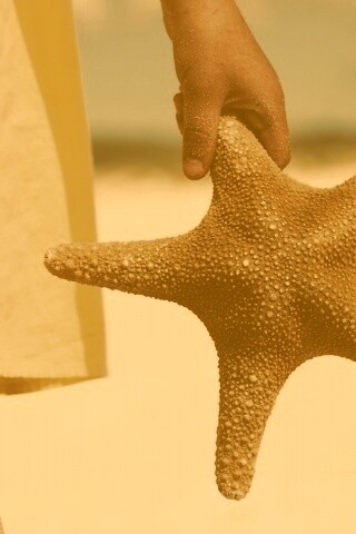 Морская звезда в руке обои