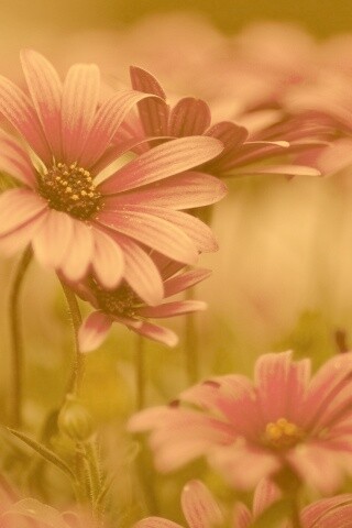 Яркие фиолетовые цветы обои