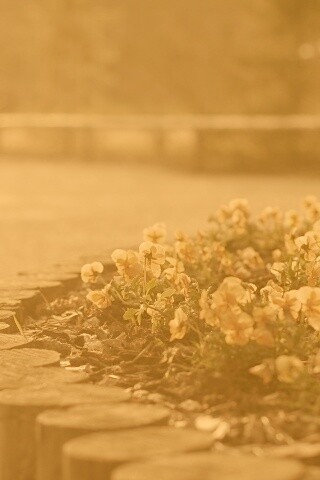 Красивая цветочная клумба обои