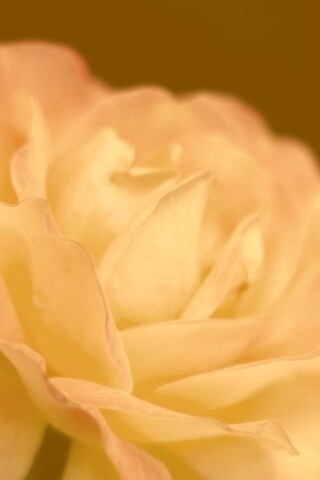 Картинка с нежным розовым цветком обои