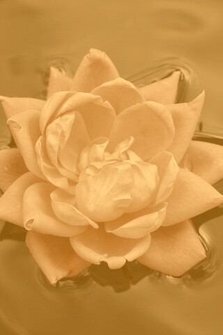 Красивый цветок на воде обои