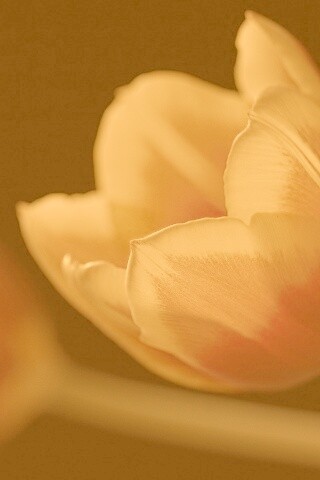 Тюльпаны в темноте обои