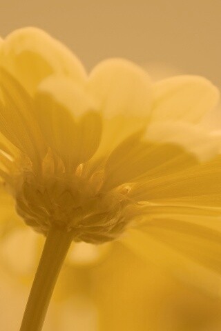 Макро-фото желтого цветка обои