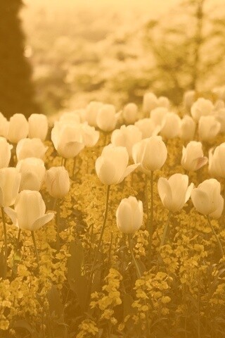 Белые тюльпаны обои