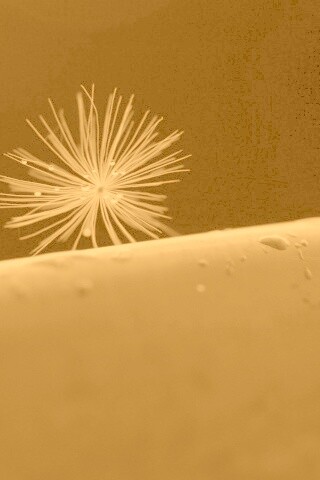 Прилипшая пушинка обои