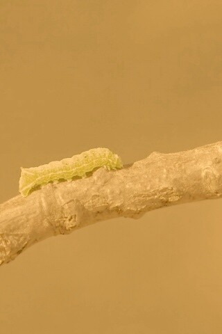 Гусеница на ветке обои