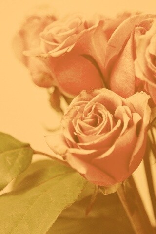 Букет розовых роз обои