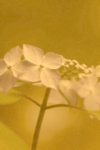 Нежно-синие цветы обои