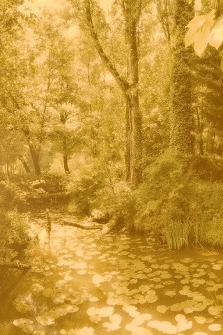 Пруд в лесу обои