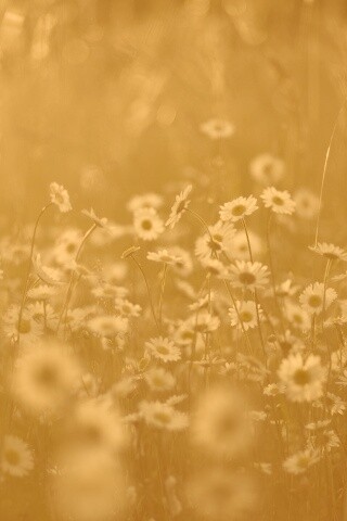 Поле ромашек обои