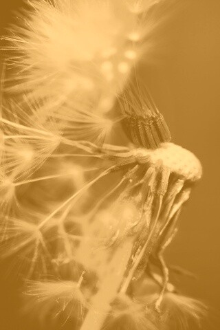 Сдутый одуванчик обои