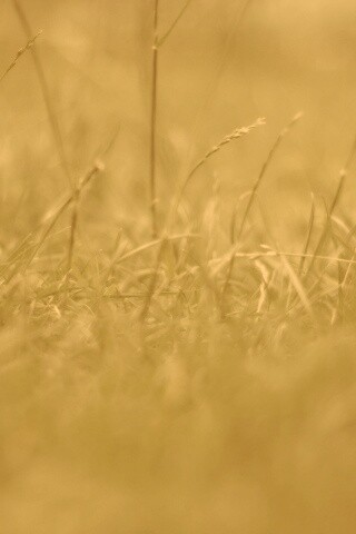 Трава в макро режиме обои