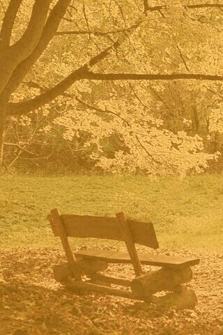 Скамейка под деревом обои