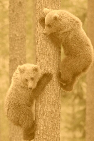 Медвежата обои