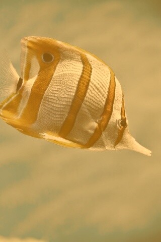 Тропическая рыбка обои