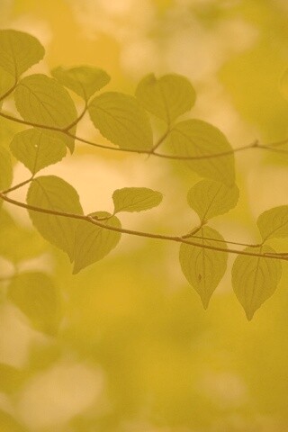 Ветка яркой зелени обои