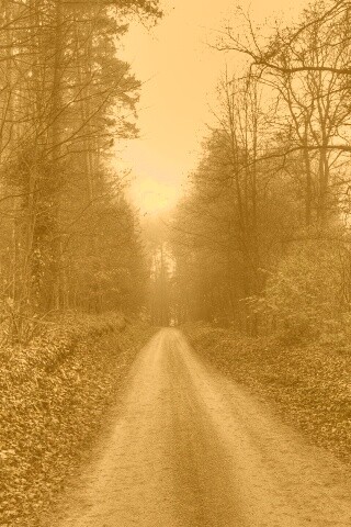 Лесная дорога обои