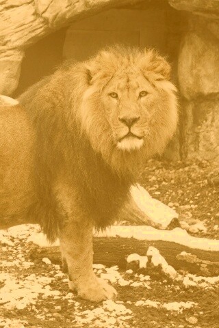 Красивый лев в лесу обои