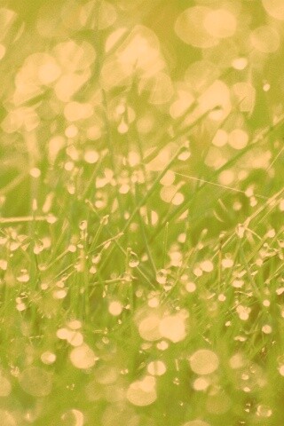 Трава в росе обои