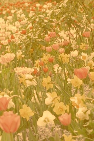 Поляна со множеством цветов обои