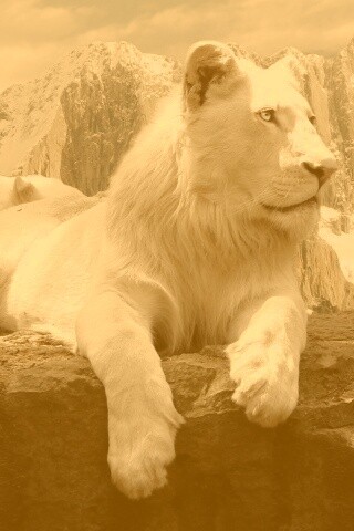 Белый лев обои