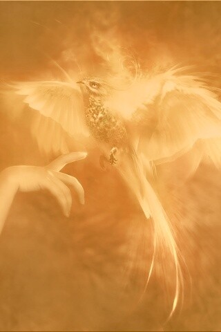 Феникс обои