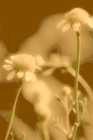 Стремный лепестун обои