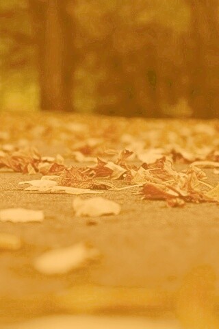 Дорога в листьях  обои