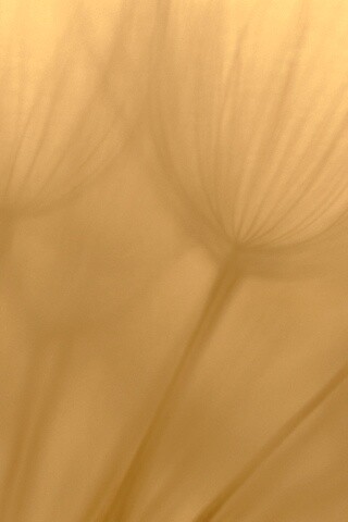 Рисунок одуванчика обои