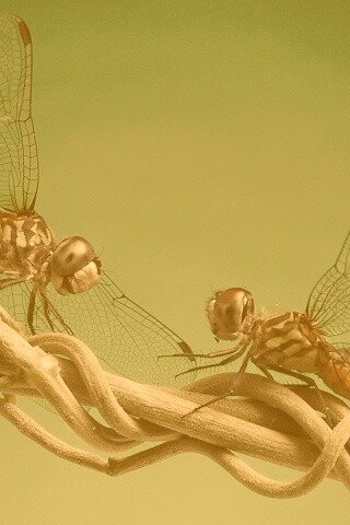 Две стрекозы обои