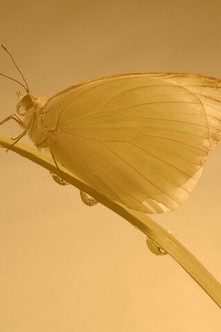 Жёлтая бабочка на стебельке обои