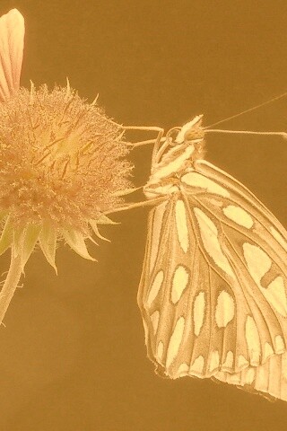 Бабочка на цветке обои