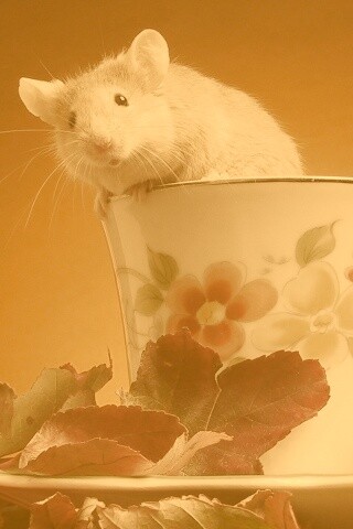 Мышонок выбирается из чашки обои