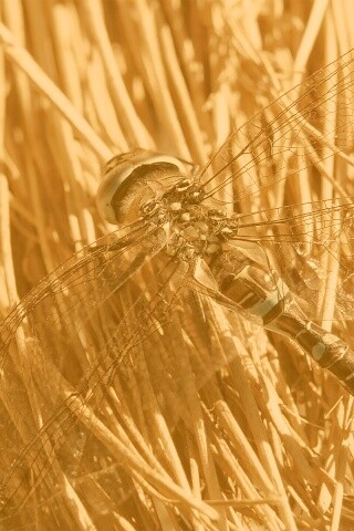 Стрекоза на сене обои