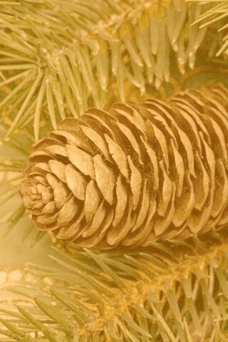 Шишка на елке обои