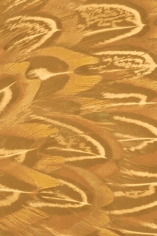 Красивые перья обои