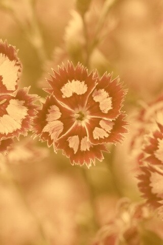 Неизвестные науке цветы обои