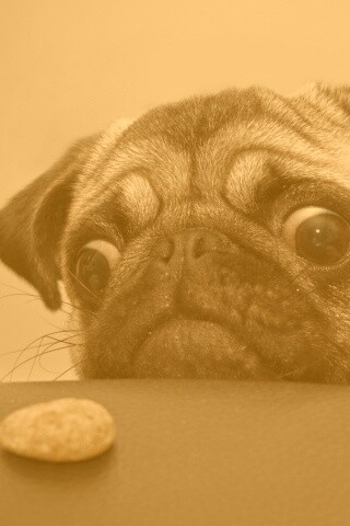 Собака нашла печеньку обои