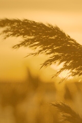 Камыш на закате обои