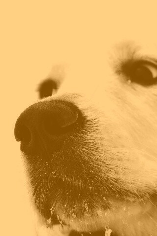 Белый пёсик обои