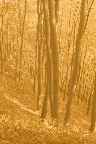 Осенний лес обои