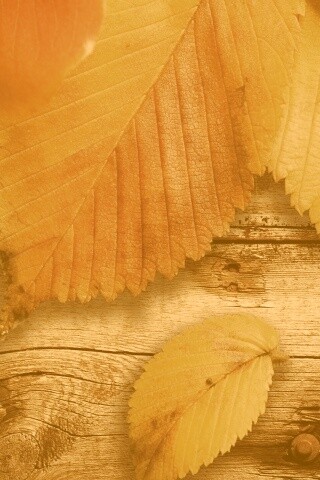 Красиво разложенные листья обои