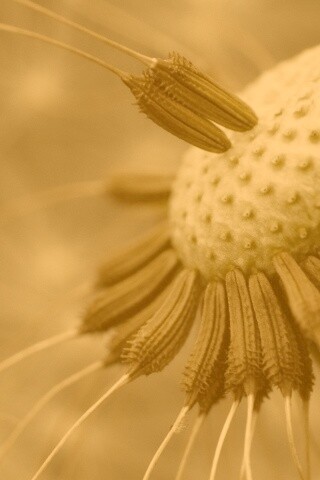 Лысеющий одуванчик обои