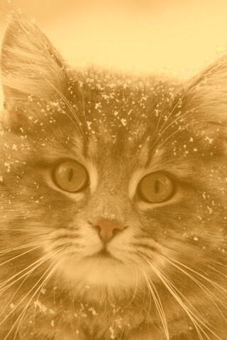 Кот в снегу обои