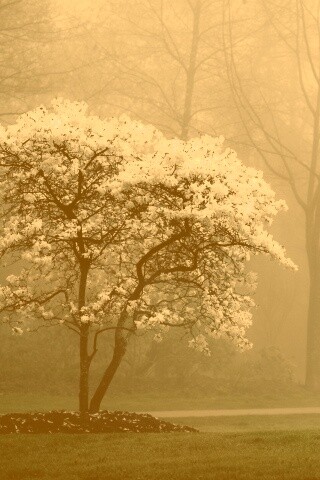 Цветущее дерево обои