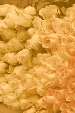 Букеты светлых роз обои